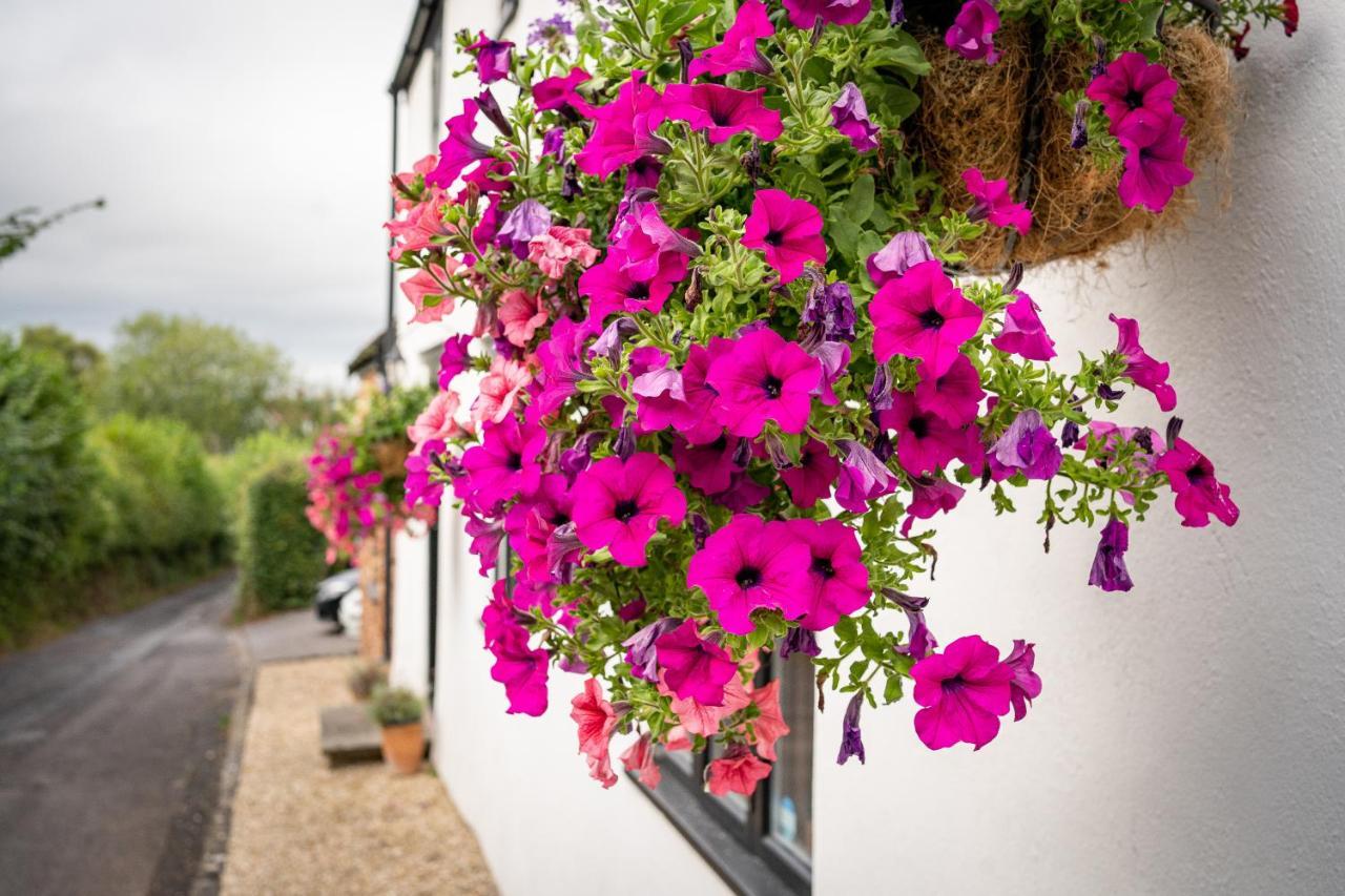 Woodview - Cosy 1840S Cottage In Chew Valley And Mendip Aonb Compton Martin Eksteriør bilde